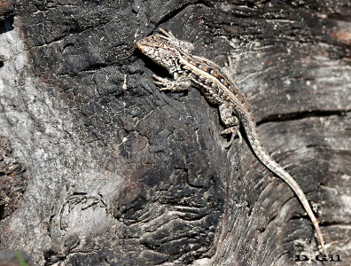 LAGARTIJA DE LA ARENA ( Liolaemus wiegmannii)
